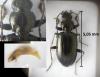 Bembidion geniculatum geniculatum